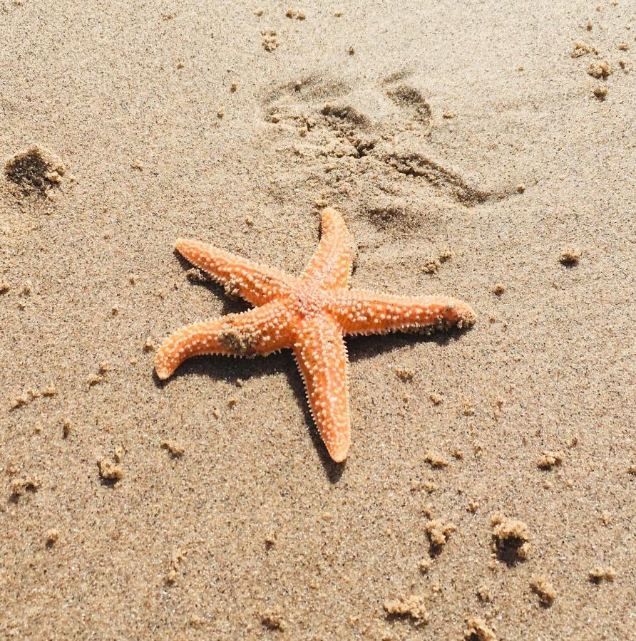 Sandy Feet Retreat 埃克斯茅斯 外观 照片